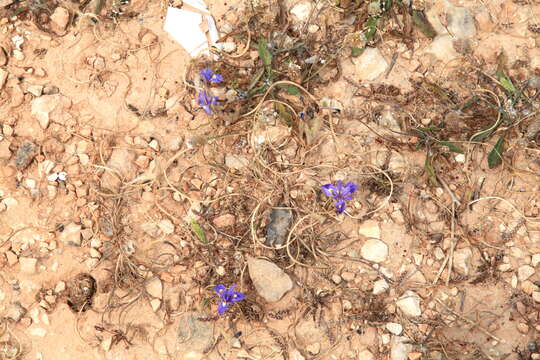 Plancia ëd Moraea sisyrinchium (L.) Ker Gawl.