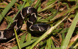 Image of Dipsas ventrimaculata (Boulenger 1885)