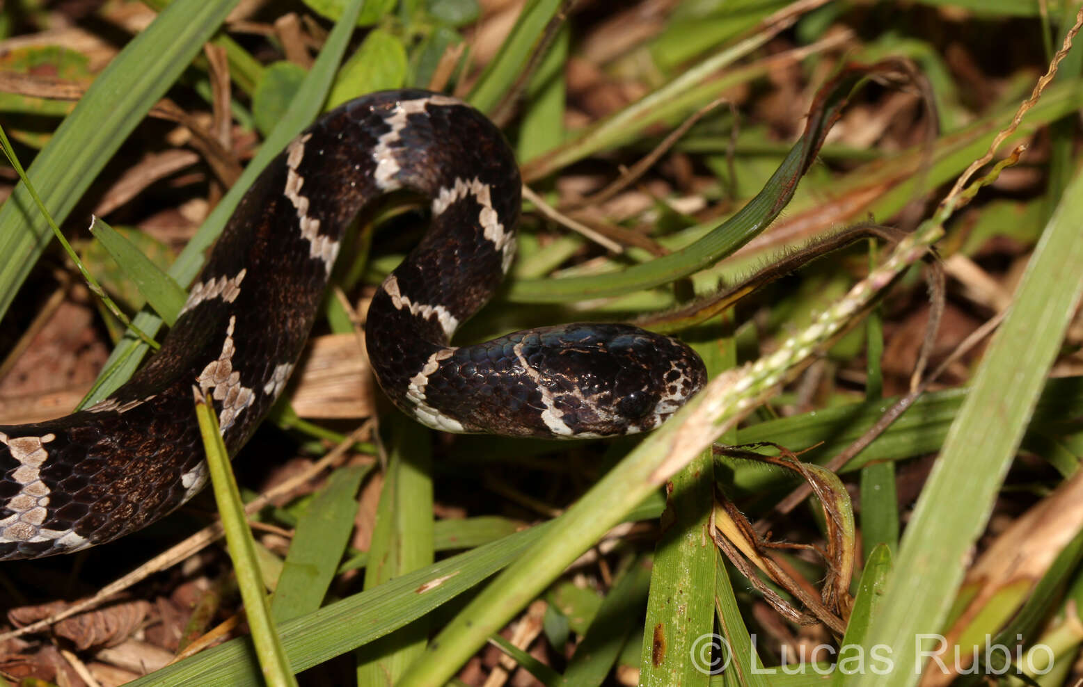 Image of Dipsas ventrimaculata (Boulenger 1885)