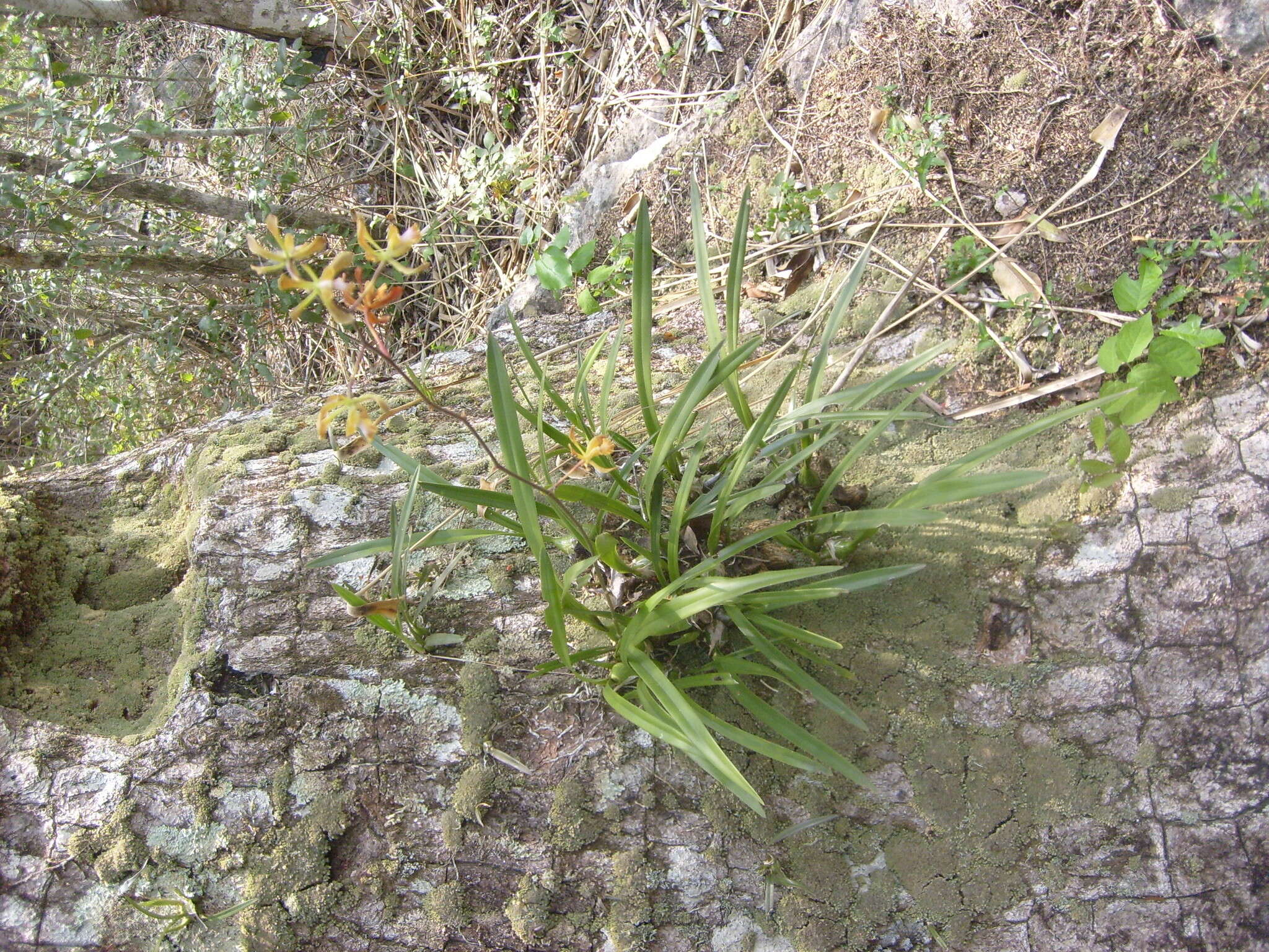 Image of Encyclia alata subsp. parviflora (Regel) Dressler & G. E. Pollard