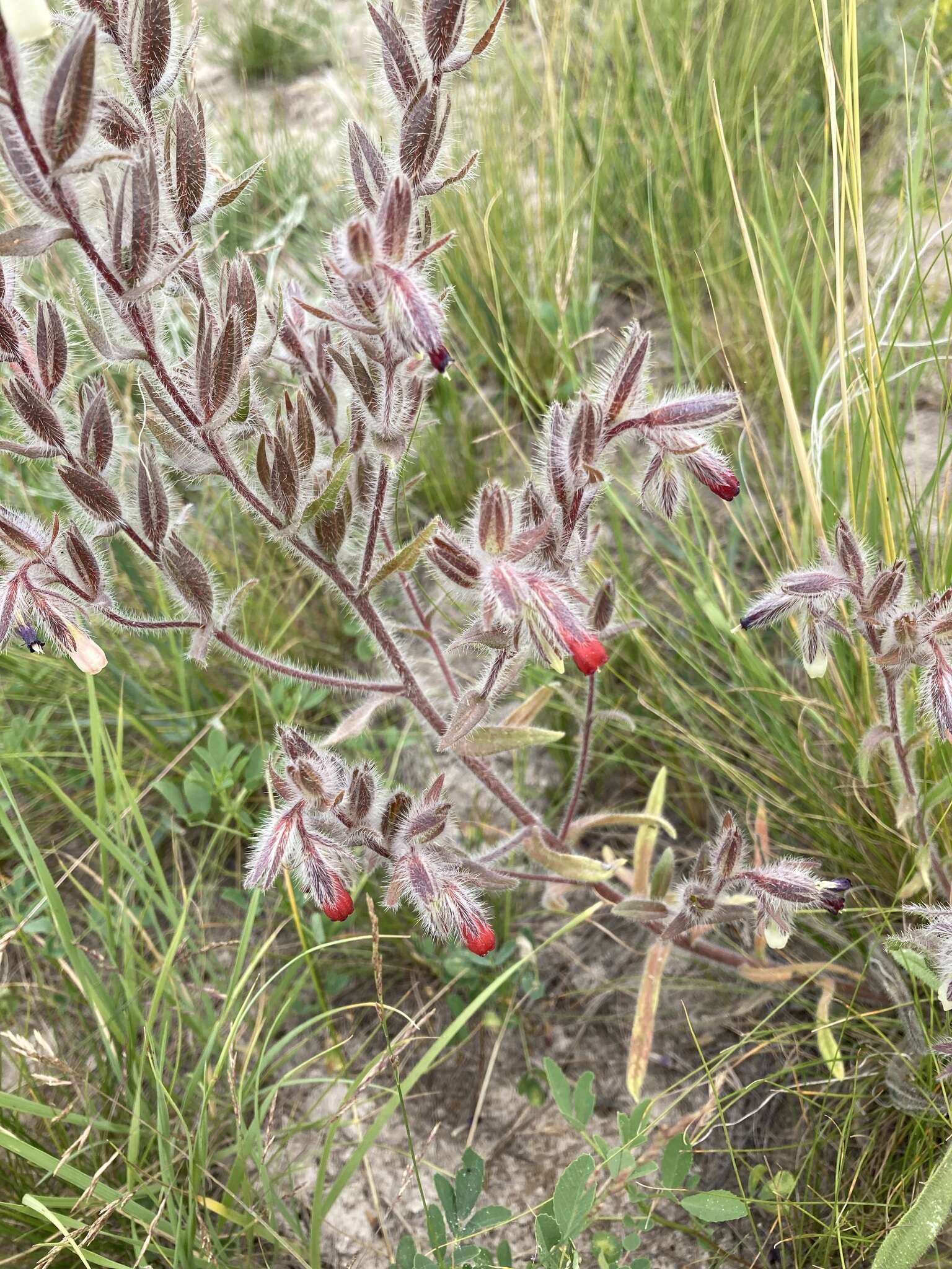 Слика од Onosma tinctorium M. Bieb.