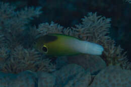 Image of Allen's tubelip wrasse