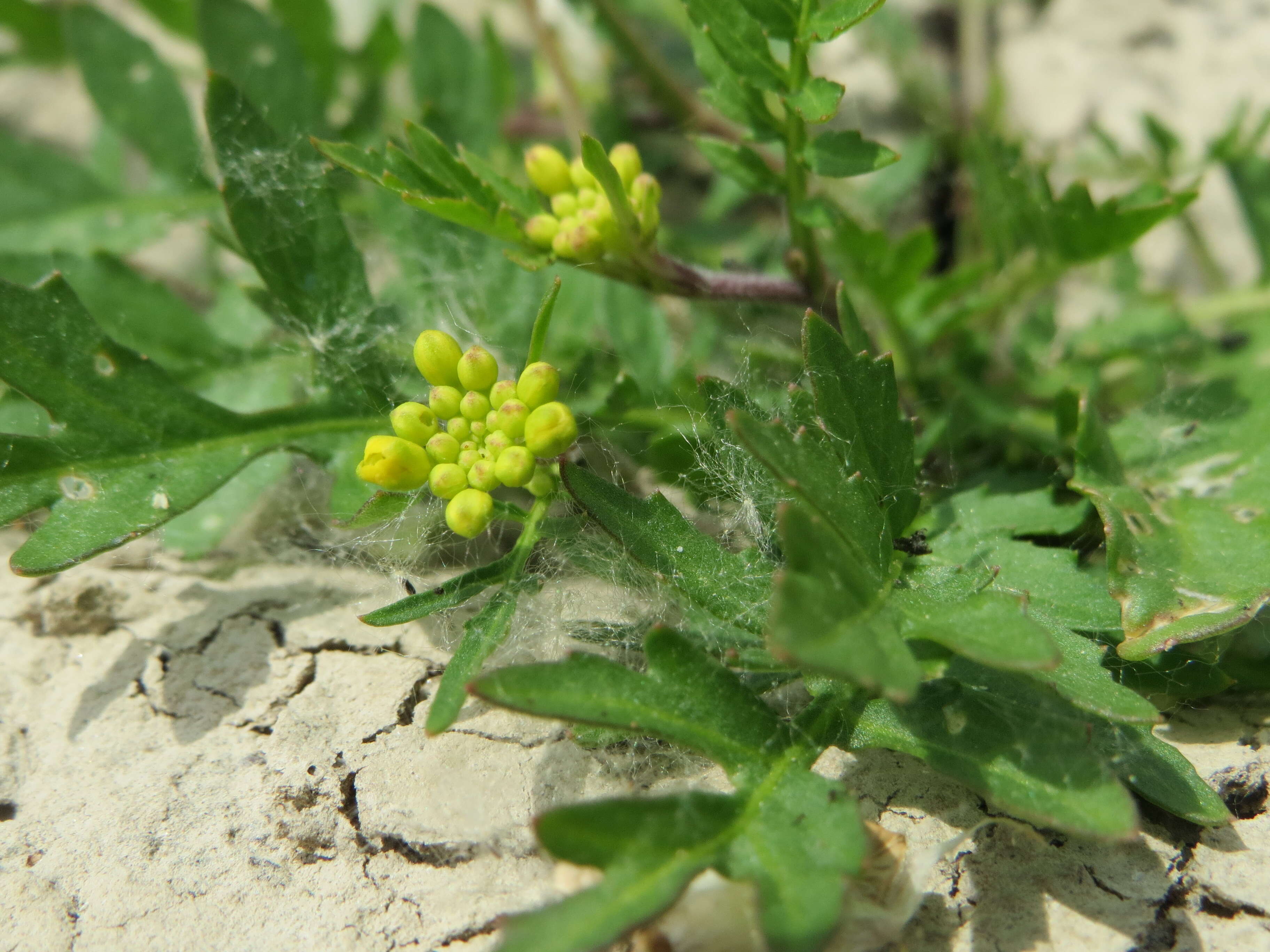 Image of creeping yellowcress