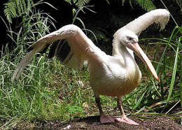 Image of Great White Pelican