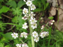 Слика од Maianthemum szechuanicum (F. T. Wang & Tang) H. Li