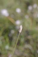 Image of Alpine Foxtail