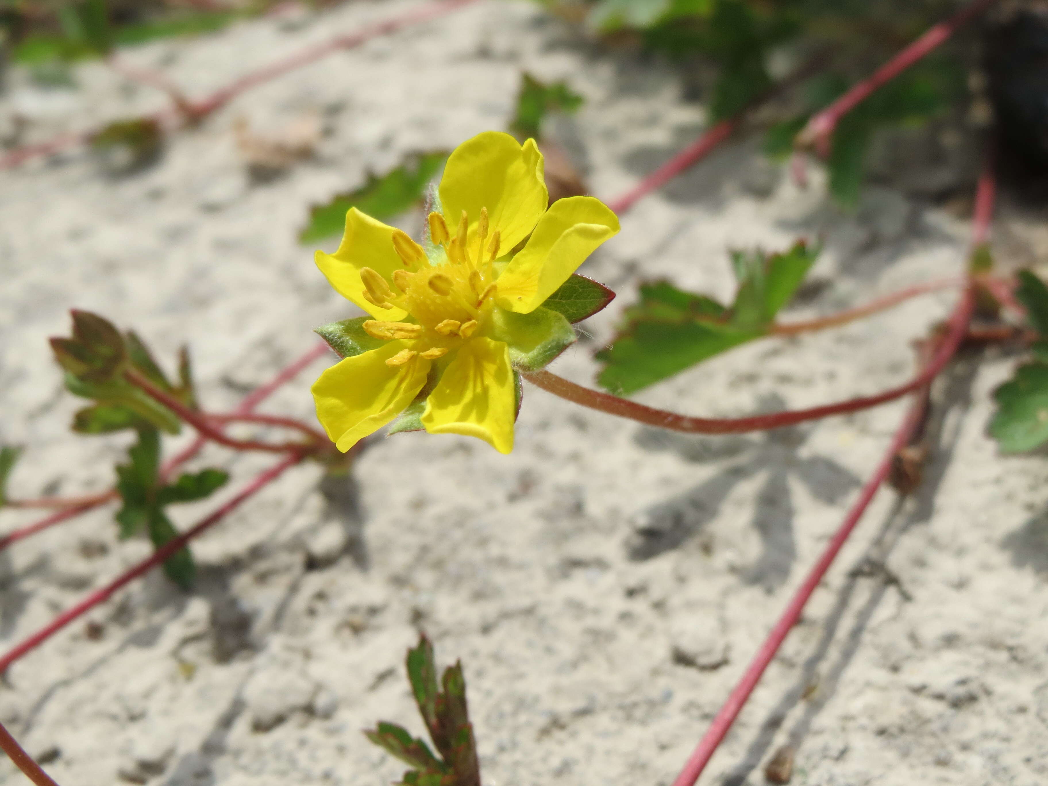 Imagem de Potentilla reptans L.