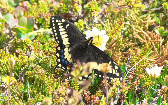 Image of Short-tailed Swallowtail