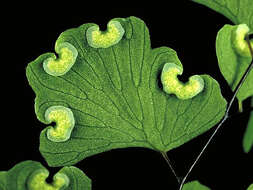 Image of Adiantum aethiopicum L.