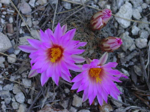 صورة Mammillaria napina J. A. Purpus