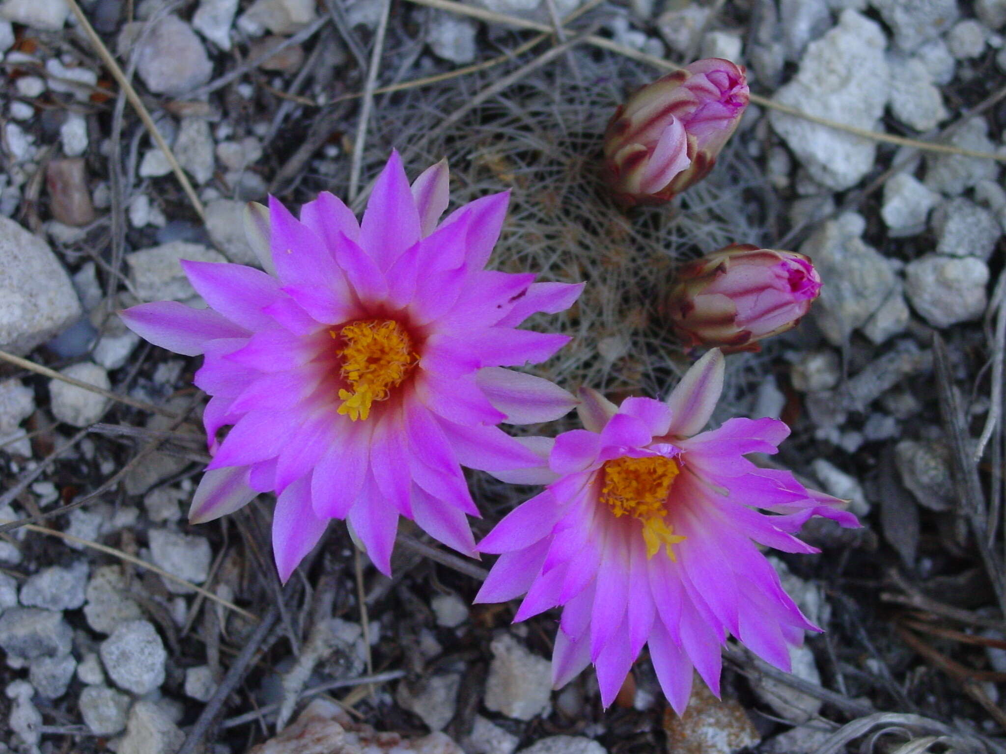 صورة Mammillaria napina J. A. Purpus