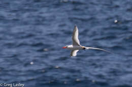 Image of Red-billed Tropicbird