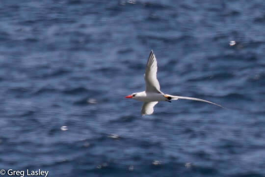 Image of Red-billed Tropicbird