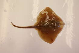 Image of Blonde Ray