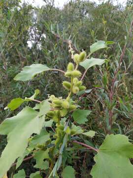 Imagem de Xanthium orientale L.