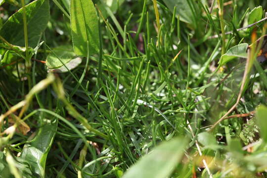 Image de Gypsophila tenuifolia M. Bieb.