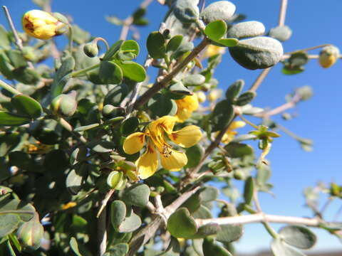 Image of Roepera lichtensteiniana (Cham.) Beier & Thulin