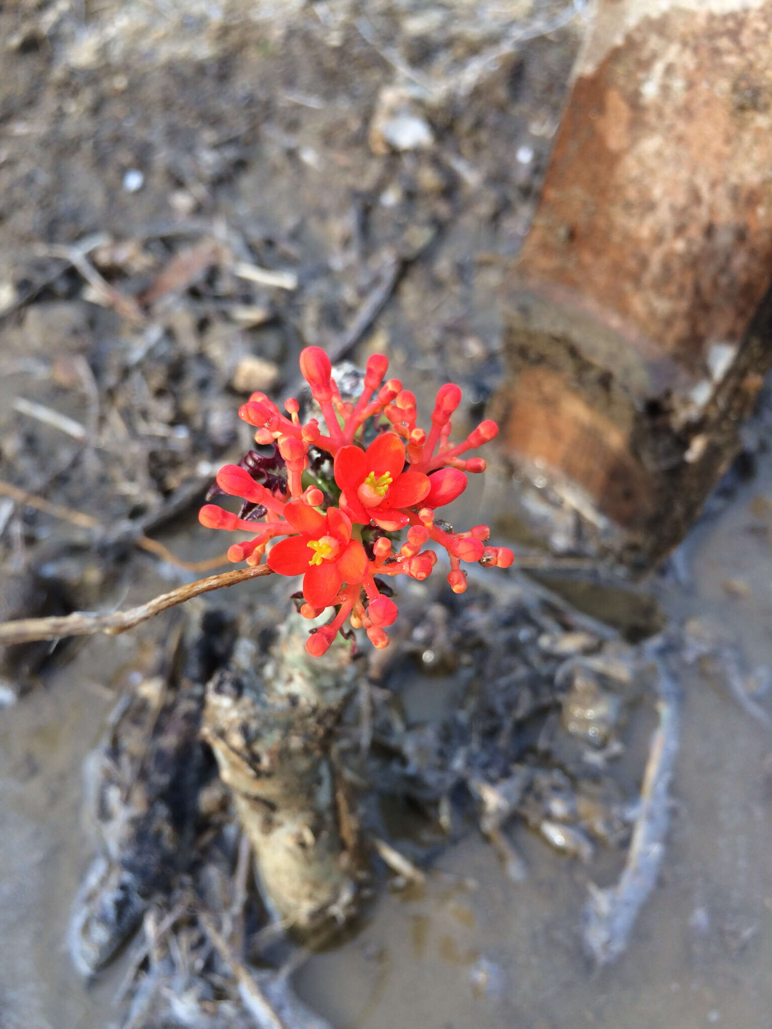 Image of Jatropha nudicaulis Benth.