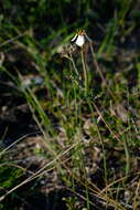 Image of Moraea unguiculata Ker Gawl.