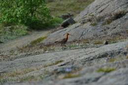 Imagem de Limosa limosa islandica Brehm & CL 1831