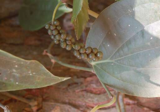 Image of black pepper