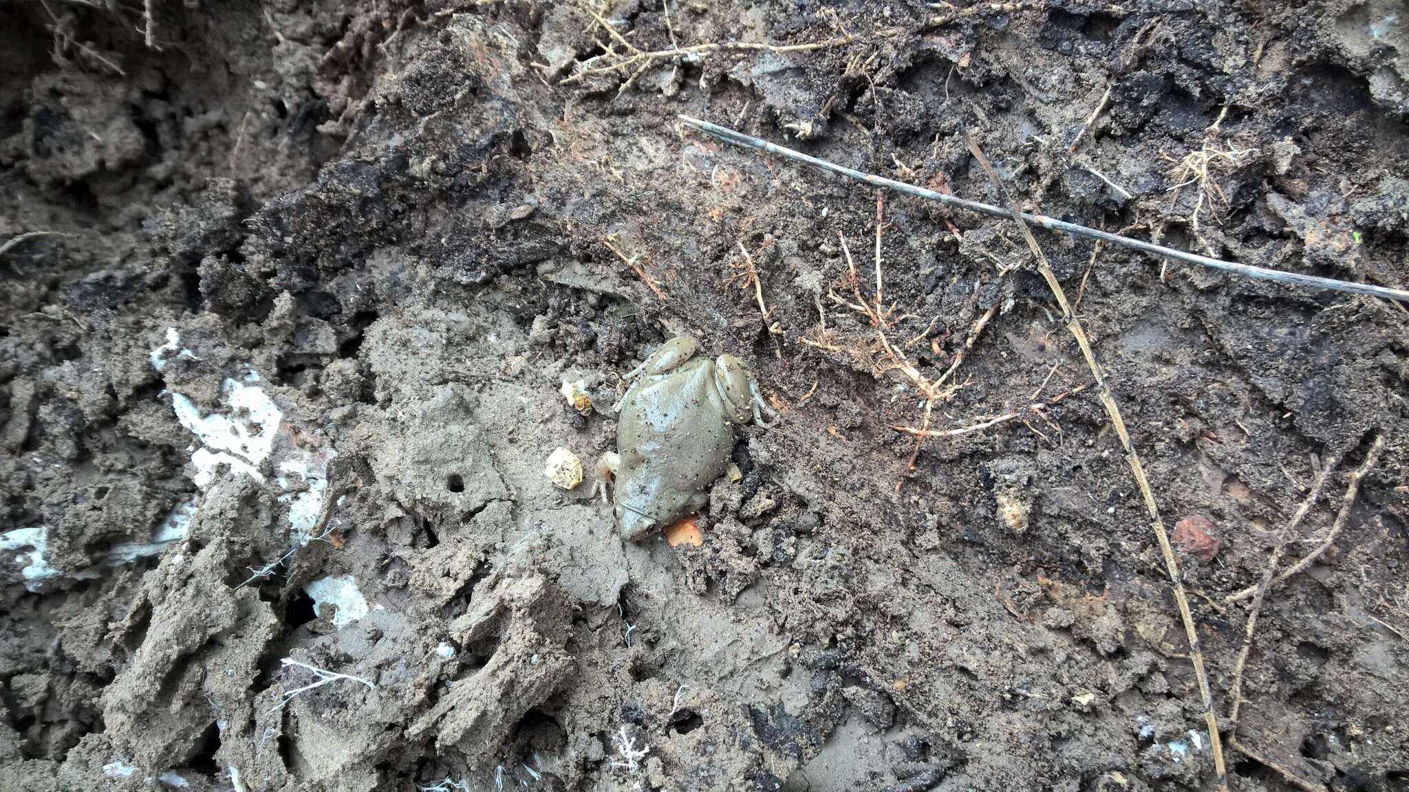 Image of Great Plains Narrowmouth Toad