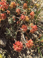 Image of frosted buckwheat