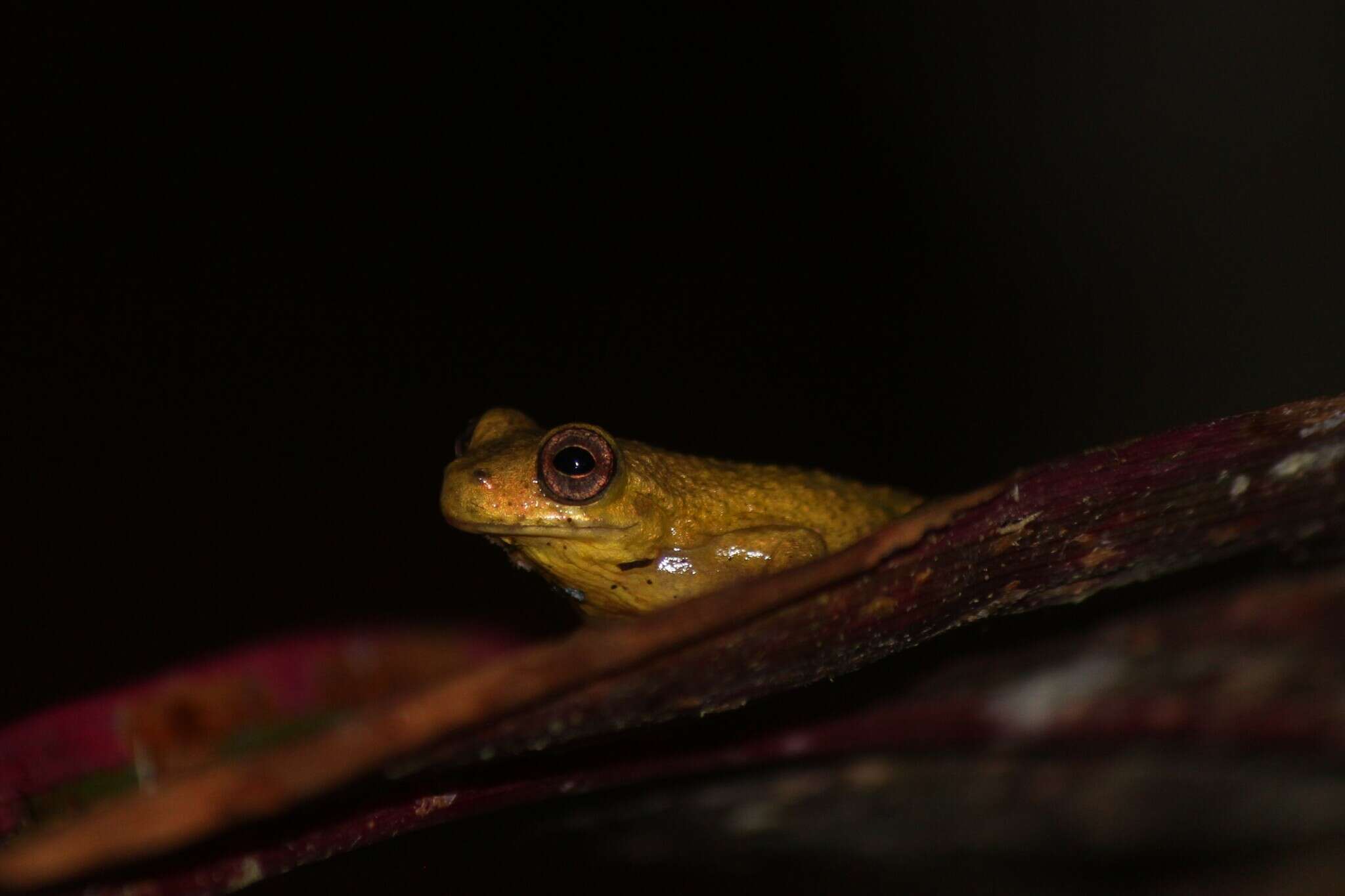 Image of executioner treefrog