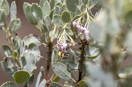 Image of Habropoda cineraria (Smith 1879)