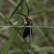 Image of Ctenucha multifaria Walker 1854