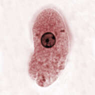 Image of Entamoebidae