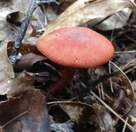 Image of Cortinarius harrisonii Ammirati, Niskanen & Liimat. 2013