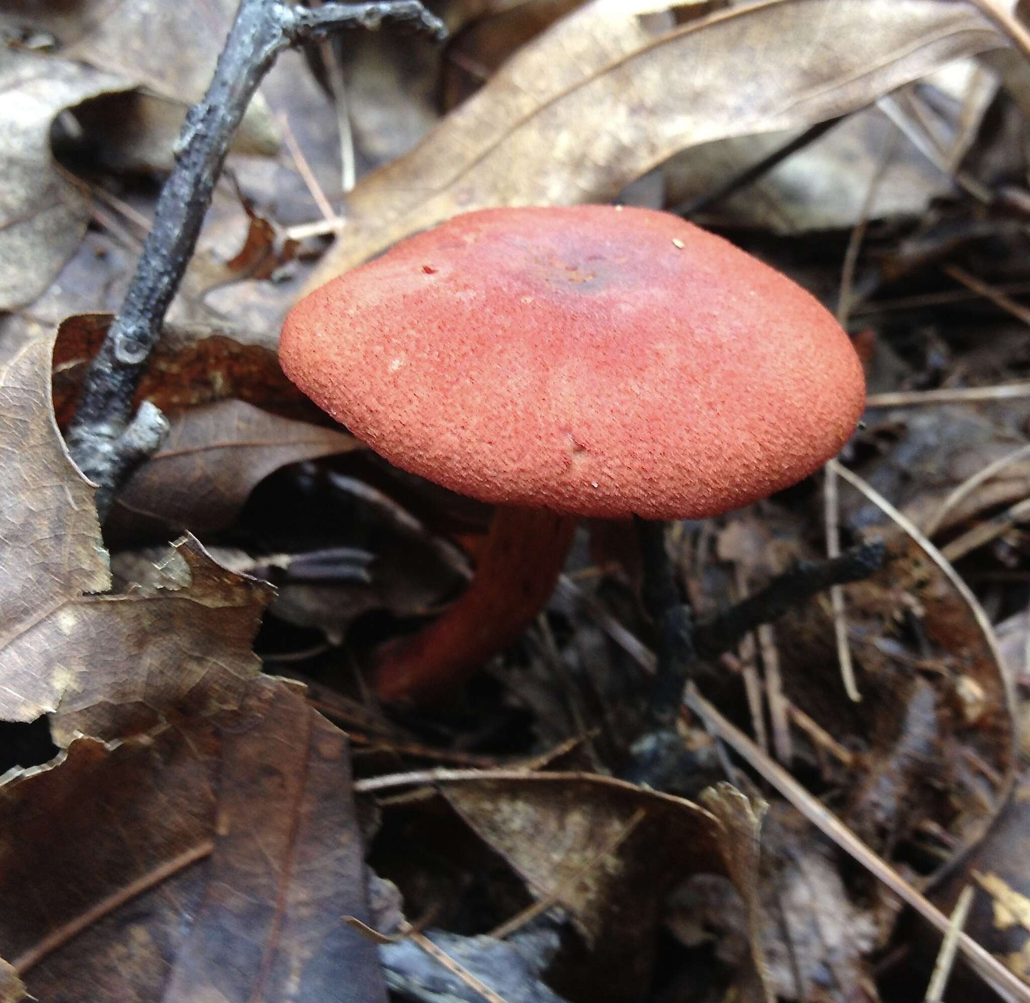 Image of Cortinarius harrisonii Ammirati, Niskanen & Liimat. 2013