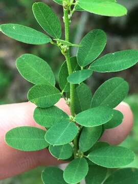 Image of violet lespedeza