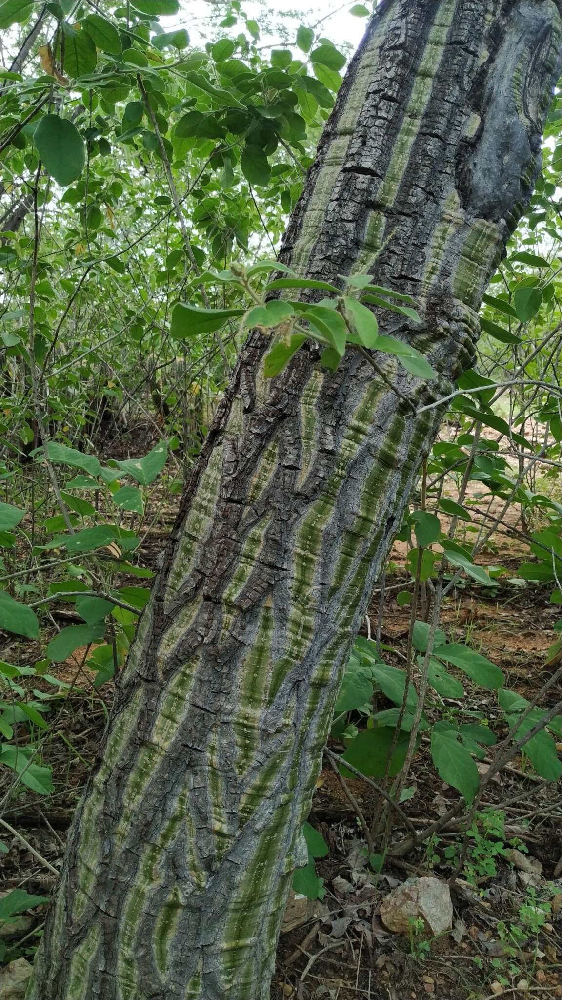 Imagem de Pseudobombax parvifolium Carv.-Sobr. & L. P. Queiroz