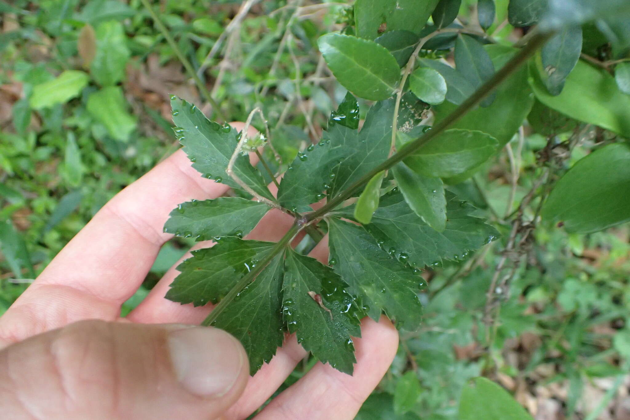 Imagem de Sanicula canadensis L.