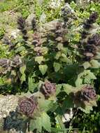 Image of Ajuga orientalis L.