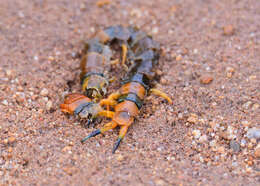 Imagem de Scolopendra hardwickei Newport 1844