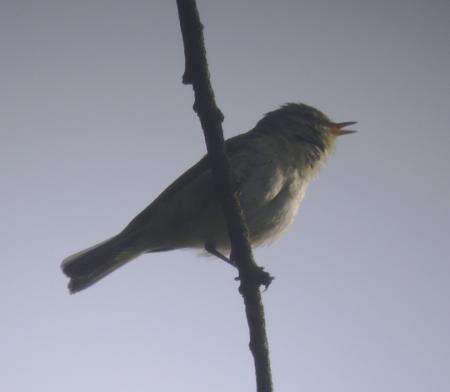 Image of Iberian Chiffchaff