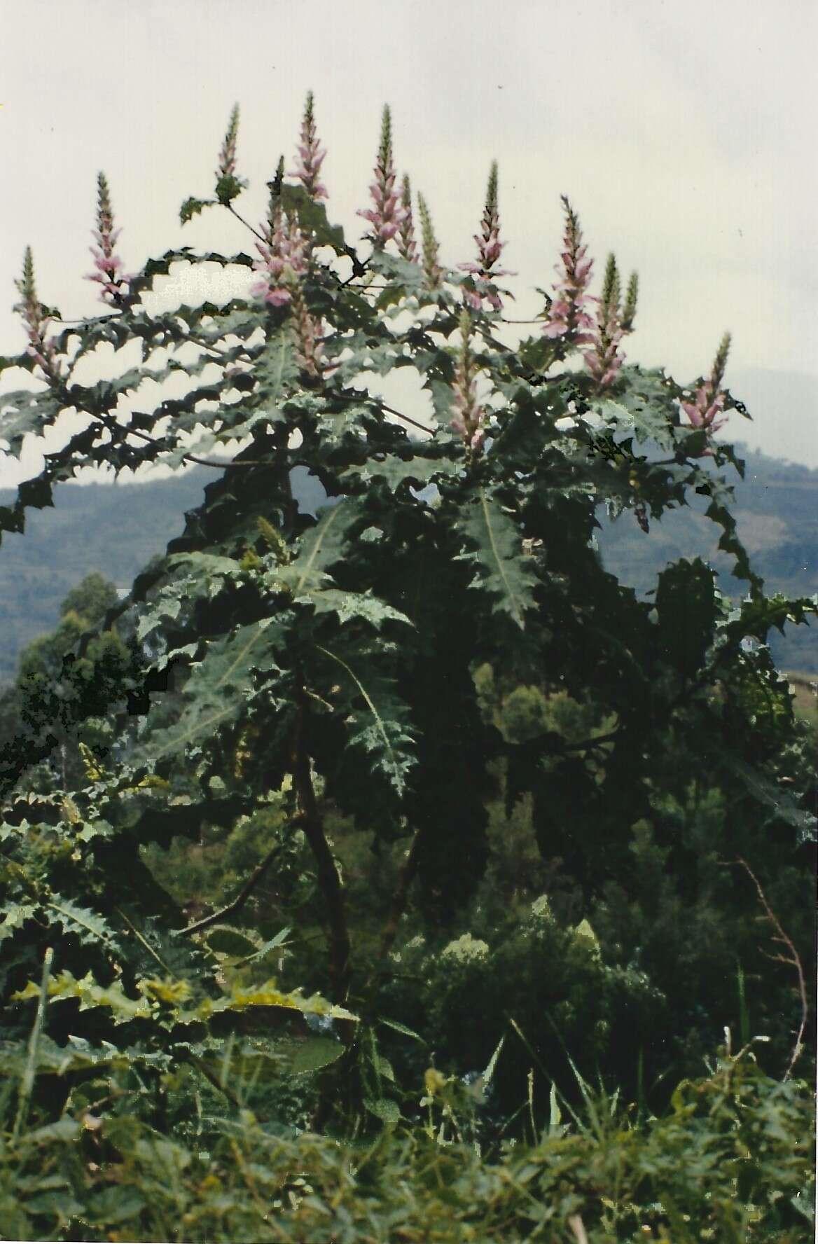 Image of Acanthus polystachyus Del.