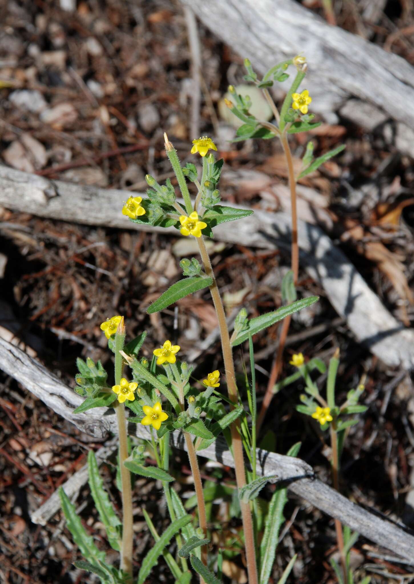 Image of bushy blazingstar