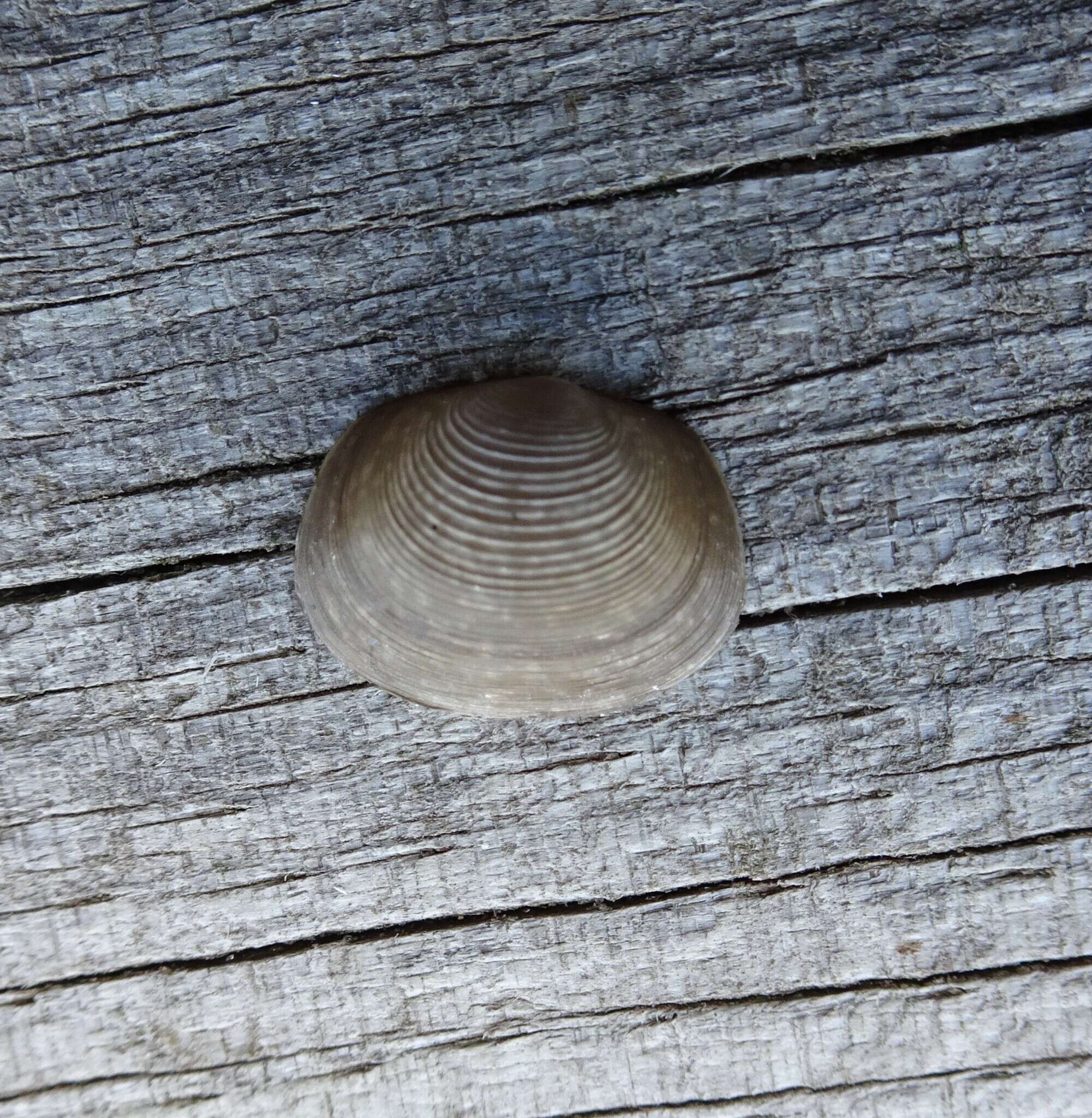 Image of Grooved Fingernail Clam