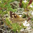 Image of Golden-haired Sedge-skipper