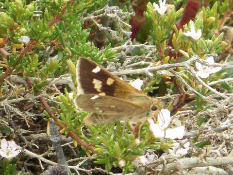 Hesperilla chrysotricha Meyrick & Lower 1902 resmi