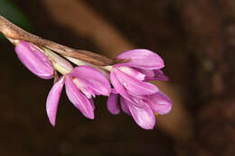 Image of Epidendrum paucifolium Schltr.