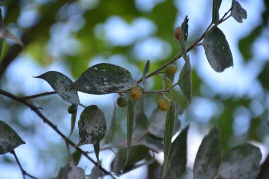 Image of Colubrina celtidifolia (Cham. & Schltdl.) Schltdl.