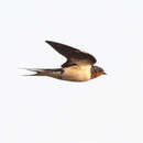 Imagem de Hirundo lucida Hartlaub 1858