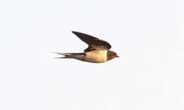 Hirundo lucida Hartlaub 1858 resmi