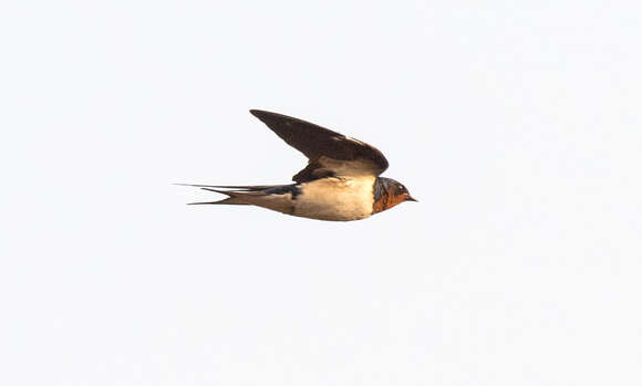 Image of Red-chested Swallow