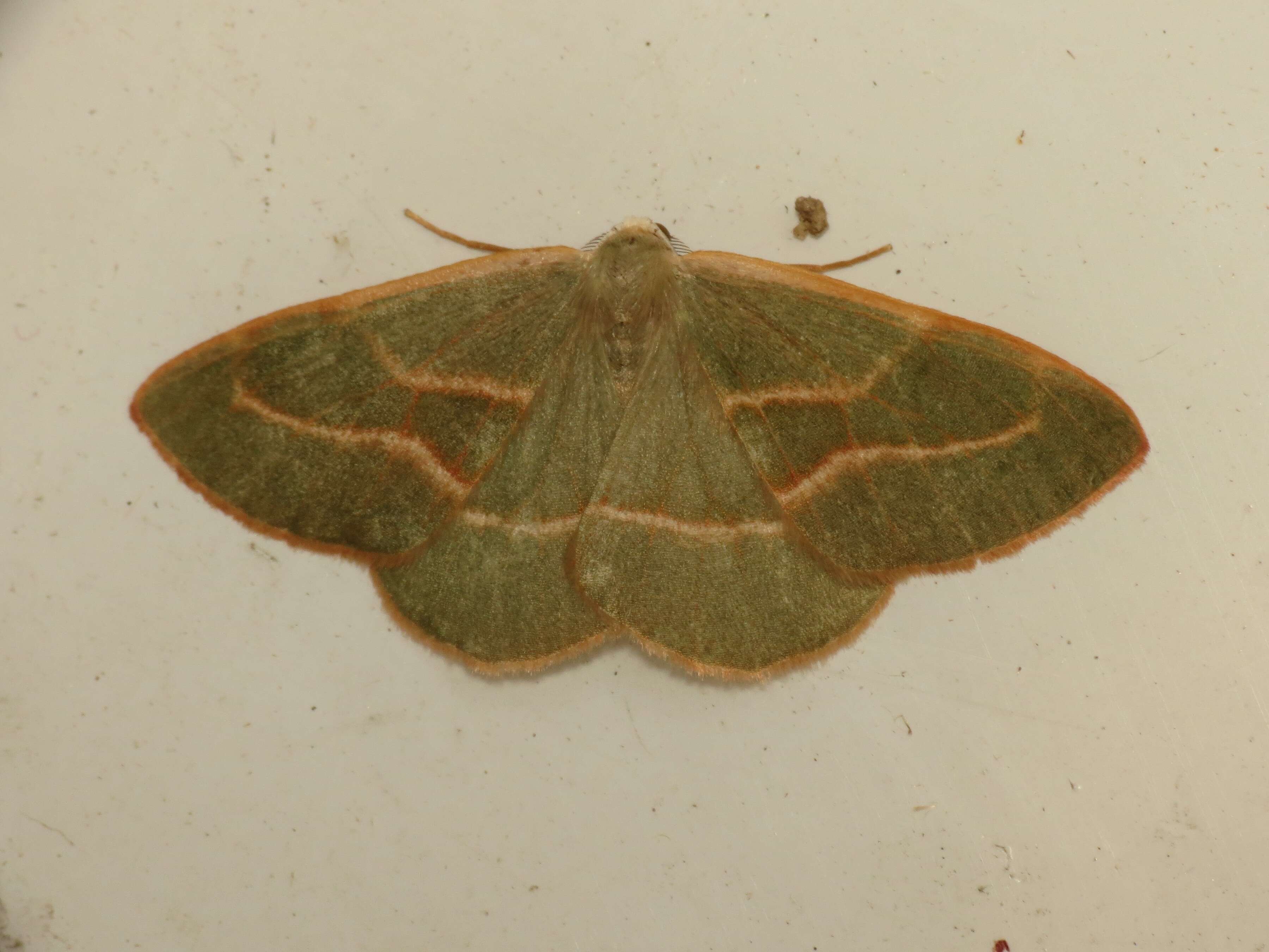 Plancia ëd Hylaea fasciaria Linnaeus 1758